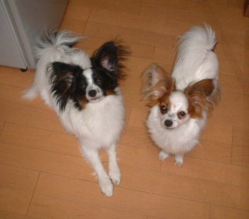 �A�[�X�����[��